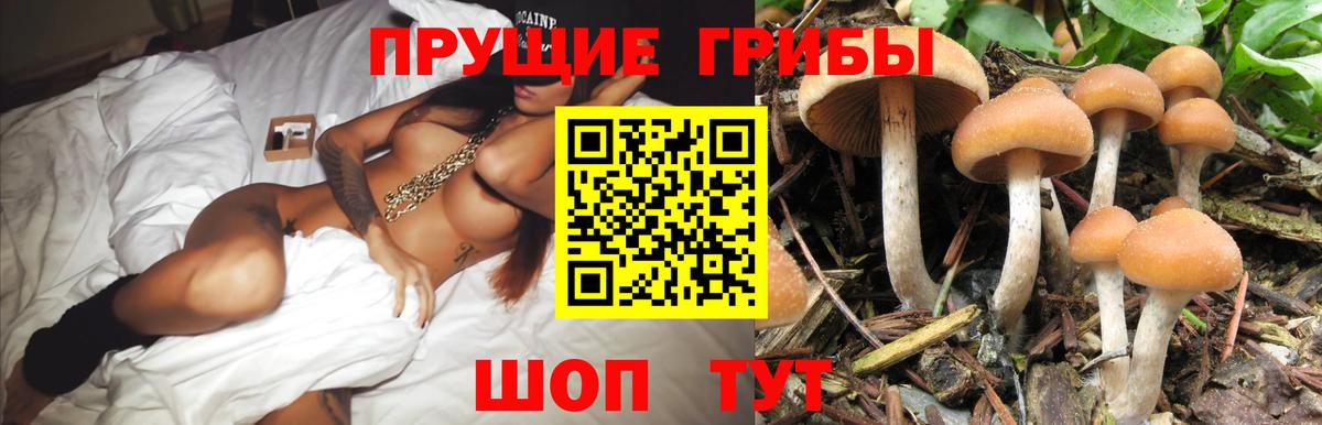 Псилоцибиновые грибы GOLDEN TEACHER  Вход с VPN  Зима 